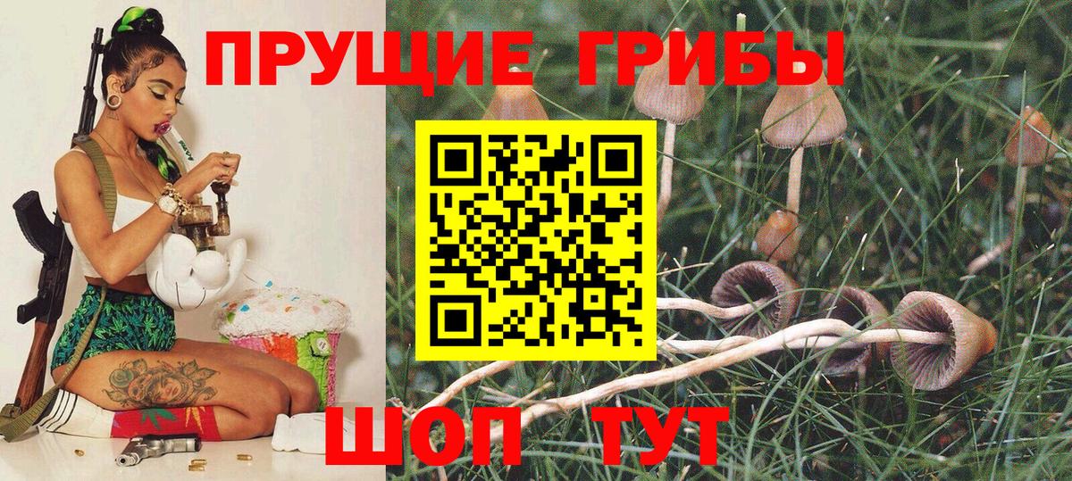 Псилоцибиновые грибы Psilocybe Кудрово